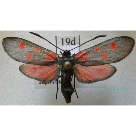 Zygaena meliloti Hübner, 1796 Czech19d